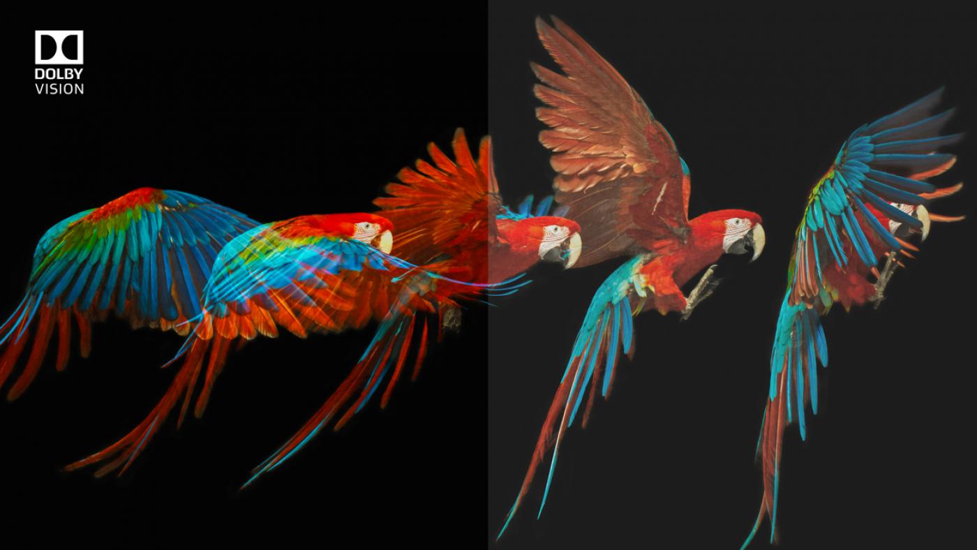 Parrots in flight with feather detail