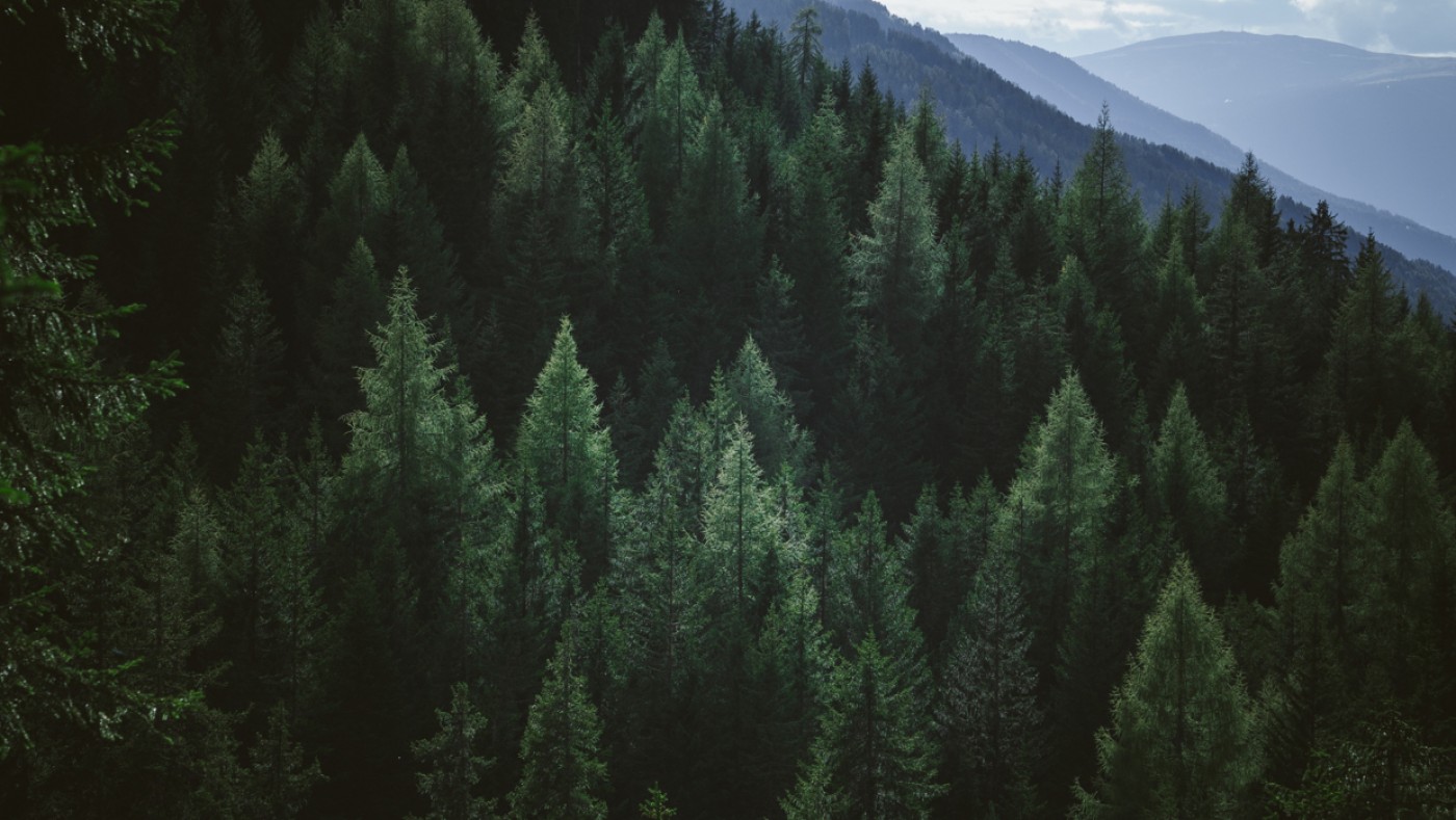 Forest of trees on mountains