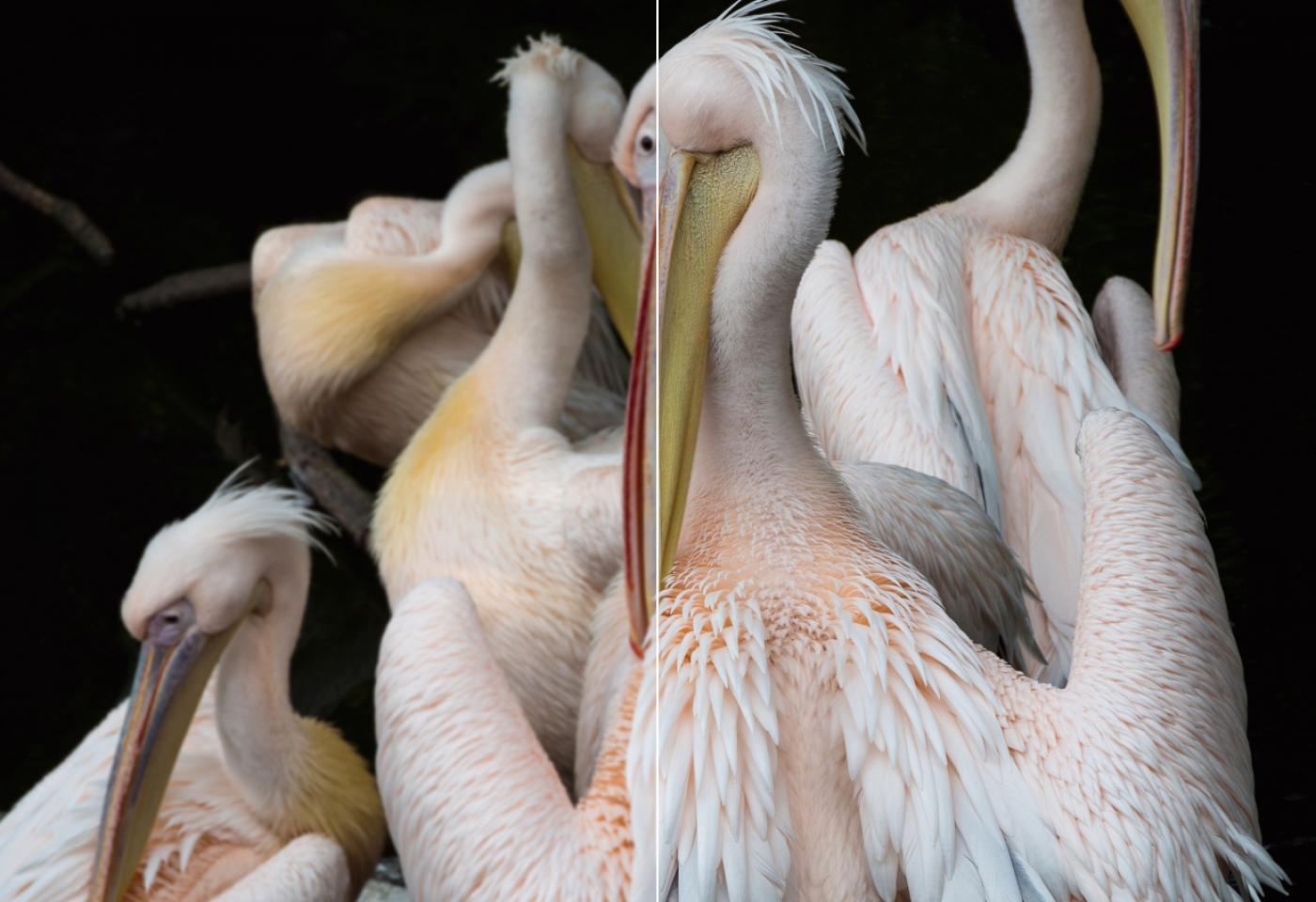 Group of Pelicans