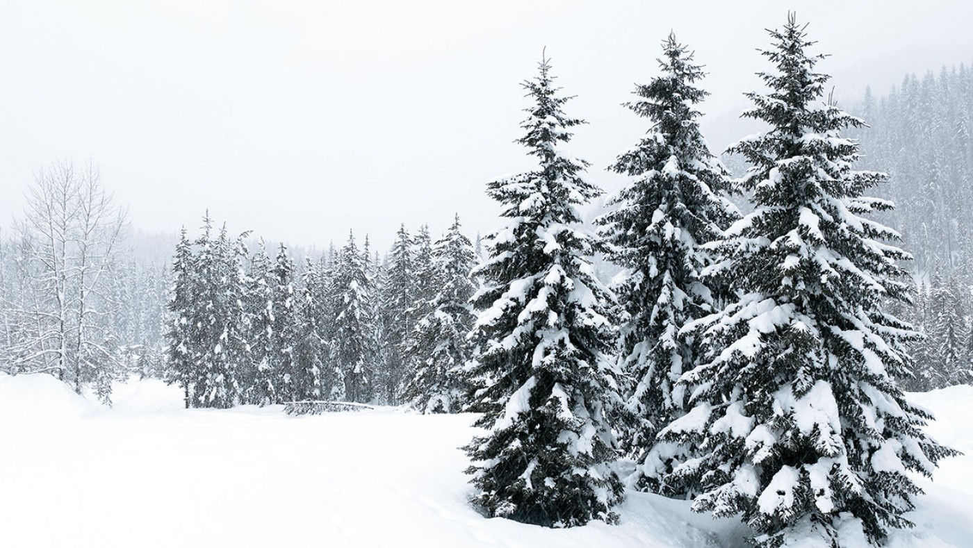 Snow covered trees